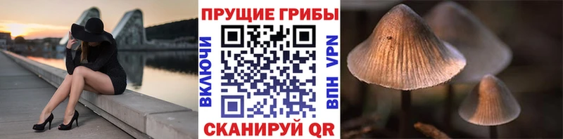 hydra ТОР как найти Сычёвка Галлюциногенные грибы Psilocybine cubensis